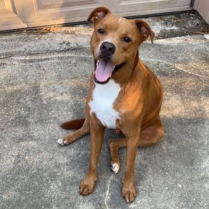 Meet your Posher, Cheyenne